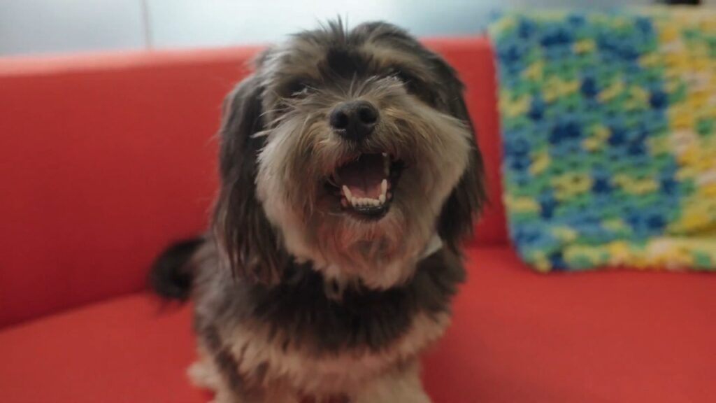 Defining how to Catch & Target the Perfect Consumer