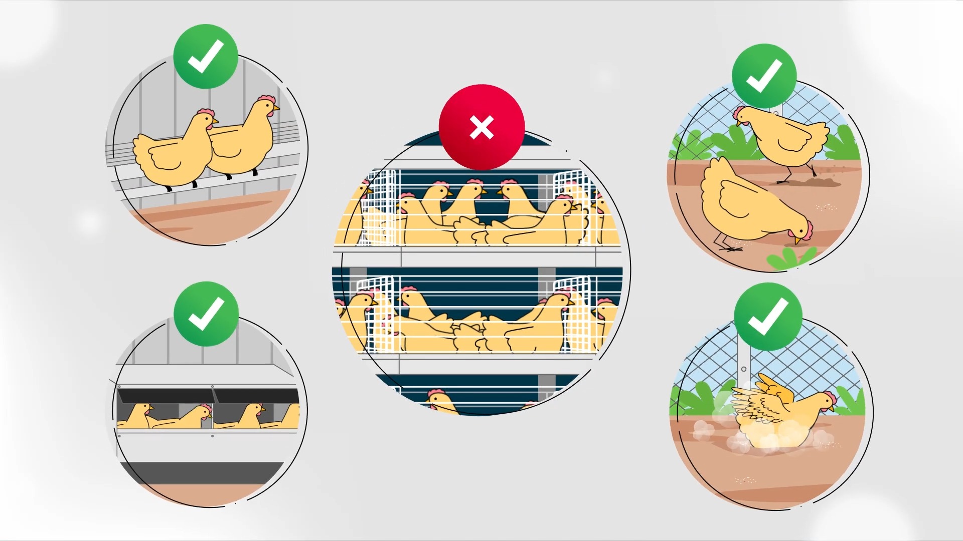 Australia Battery Cages Hen Welfare – RSPCA