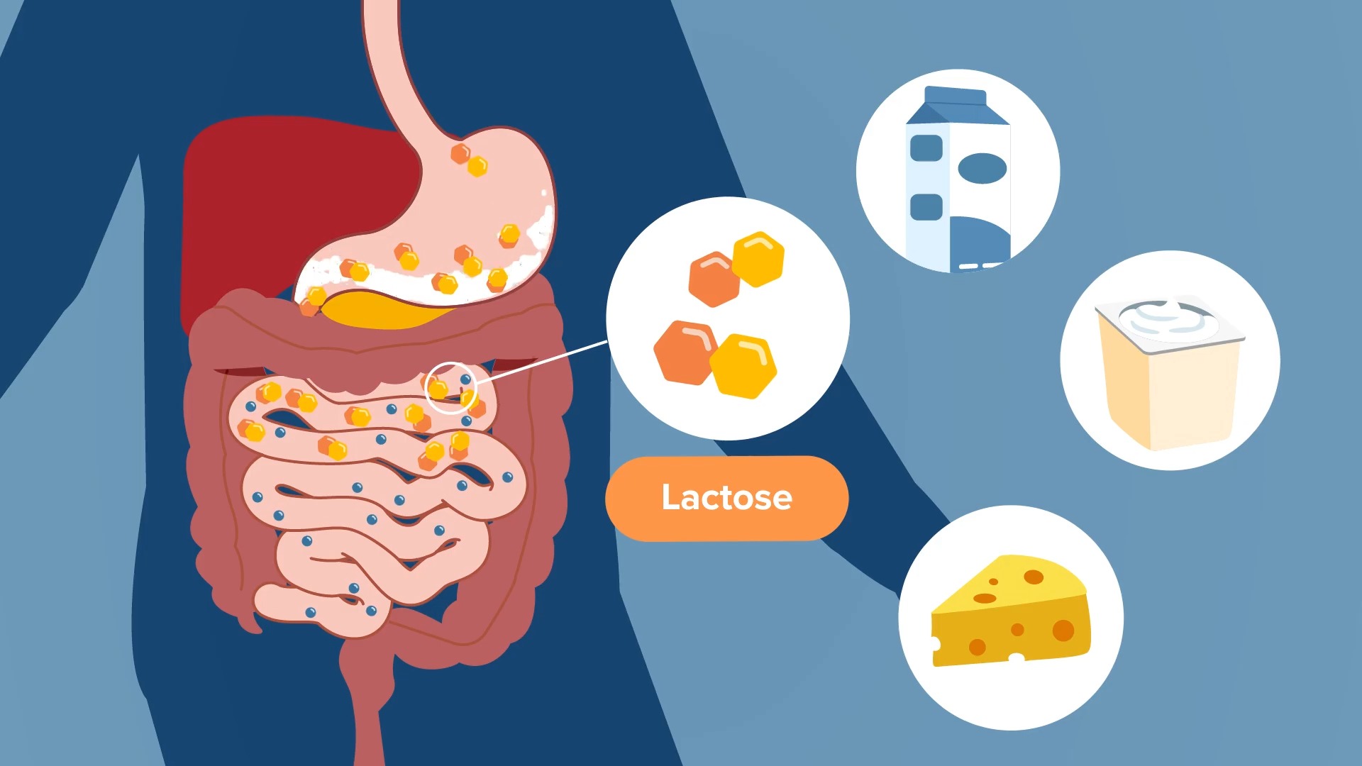 Lacteeze: How it works – Allergy Free AU