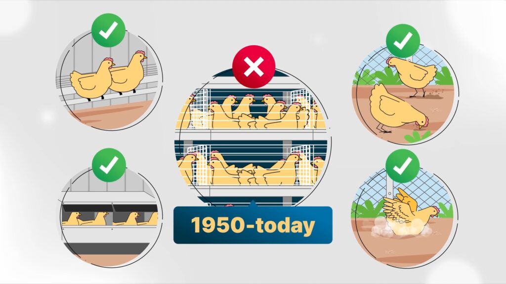 Australia Battery Cages Hen Welfare RSPCA Punchy Studio 0 19 screenshot