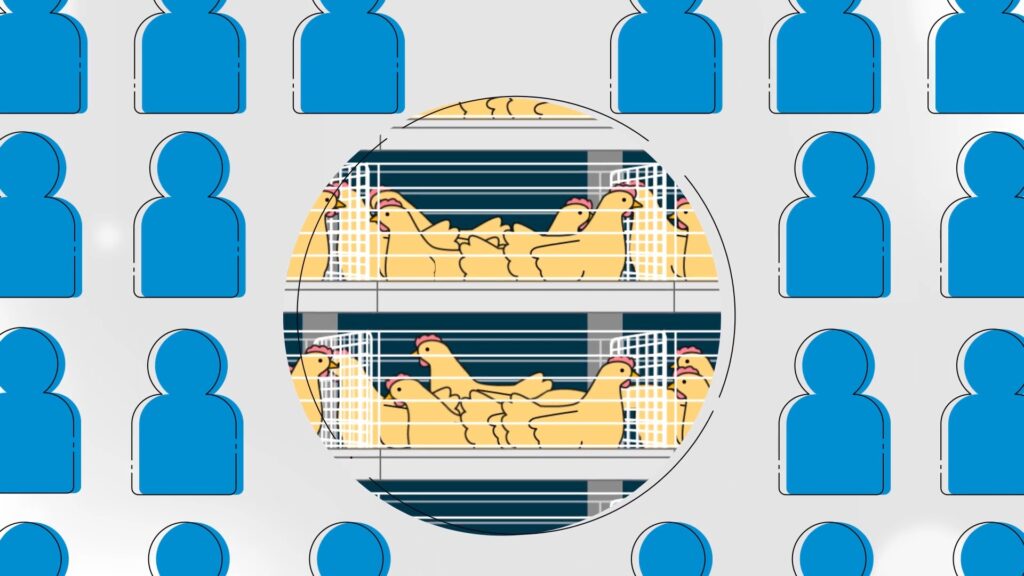 Battery Cage Campaign for RSPCA Australia